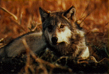 Red Wolf 